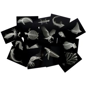 Great Barrier Reef Sealife X-Rays